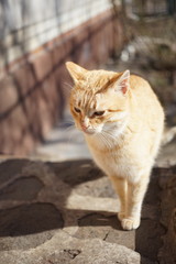 Ginger cat standing on a stone floor in rural yard. Domestic ani