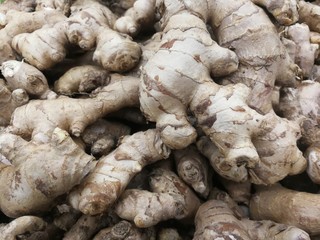 Whole roots of fresh ginger.