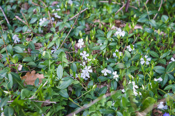 Fototapeta na wymiar Spring flowers blooming in the forest