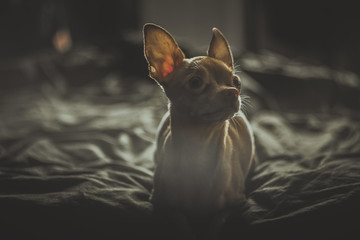 Dog Toy Terrier.