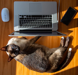 Gato siamés con ordenador, smartphone y mouse sobre mesa madera