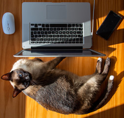 Gato siamés con ordenador, smartphone y mouse sobre mesa madera © MiguelÁngel Olivares