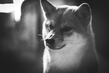  柴犬. Dog shiba inu