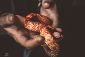 Snake in the hands.