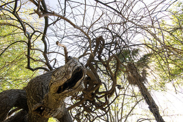 Dwarf beech tree photographed from below. The leaves have fallen out.