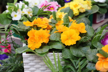 Obraz na płótnie Canvas primrose flower seedlings in the store