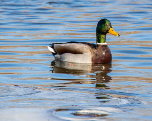 duck in the water