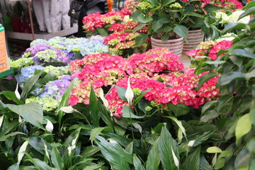 Naklejka premium hydrangea flower seedlings close-up in a store