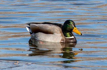 duck in water