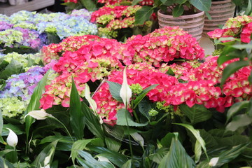 hydrangea flower seedlings close-up in a store