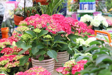 hydrangea flower seedlings close-up in a store