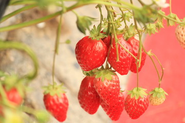 家族でイチゴ狩り