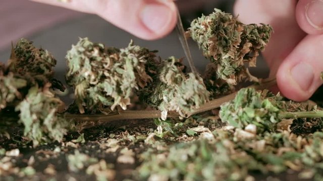 Manual processing of cannabis buds of medical marijuana with old scissors. hands