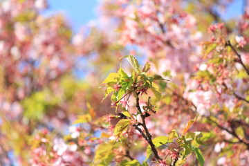 河津桜の葉桜