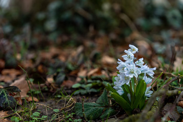 Blühende bunte Schneeglöckchen nach Regenschauer