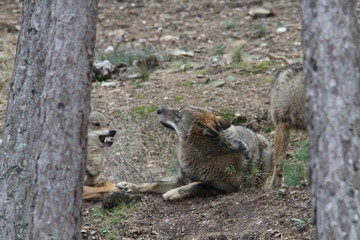 Naklejka premium Beautiful iberian wolves in the mount playing in herd preparing the Hunt