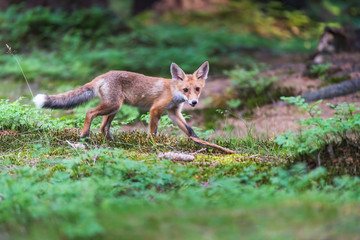 Red Fox. The species has a long history of association with humans.The red fox is one of the most important furbearing animals harvested for the fur trade. Largest of the true foxes