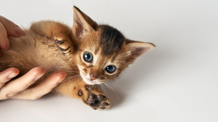 A little kitten lies on a human hand, raising its paws. Purebred Abyssinian brown-red kitten with green eyes. The cat is looking at the camera. Photo on a white background.