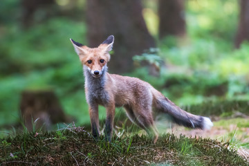 Red Fox. The species has a long history of association with humans.The red fox is one of the most important furbearing animals harvested for the fur trade. Largest of the true foxes