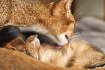 Fototapeta na wymiar A cat mother licks the tongue of her sleeping kitten. Red pedigree abessin cat. Concept of motherhood and care. Close-up photo.