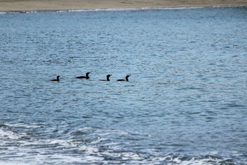 海を泳ぐ鳥の家族