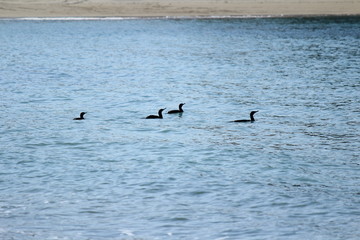 海を泳ぐ鳥の家族