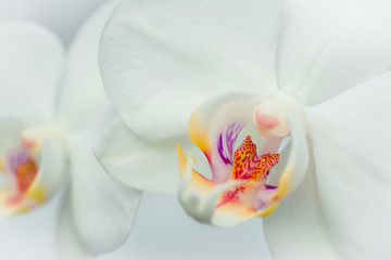 beautiful white orchids on gray background