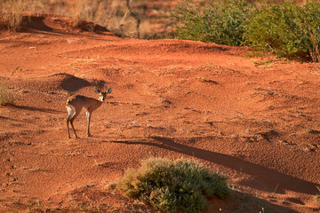 Steenbok, Raphicerus campestris, antelope in Kalahari, looking directly at camera. Small antelope on red sand of Kgalagadi desert. Steenbok on red dune. Kgalagadi transfrontier park, South Africa.