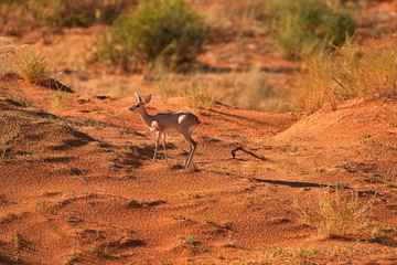 Steenbok, Raphicerus campestris, antelope in Kalahari, looking directly at camera. Small antelope on red sand of Kgalagadi desert. Steenbok on red dune. Kgalagadi transfrontier park, South Africa.