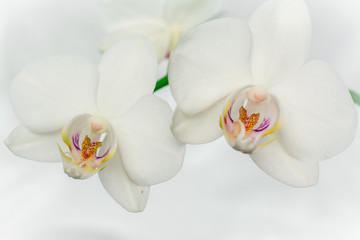 beautiful white and pink orchids flowers