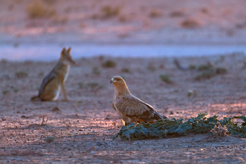 Low angle photo of Tawny eagle and Black Backed Jackal, Canis Mesomelas on ground, colorful light. African wildlife photo, Rooiputs waterhole. Traveling Kgalagadi transfrontier park, Botswana, Africa.