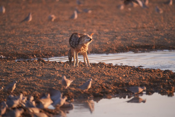 Black Backed Jackal, Canis Mesomelas, african fox-like canid hunting doves at waterhole . Animal action scene, hunting behavior.  African wildlife photo, Polentswa pan, Kgalagadi, Botswana.