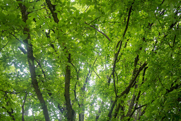 Beautiful scene of fresh green trees with sunlight for background , copy space
