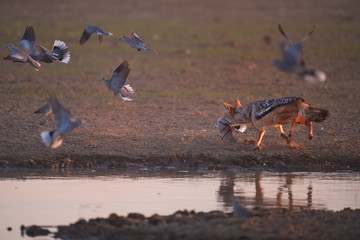 Black Backed Jackal, Canis Mesomelas, african fox-like canid hunting doves at waterhole . Animal action scene, hunting behavior.  African wildlife photo, Polentswa pan, Kgalagadi, Botswana.
