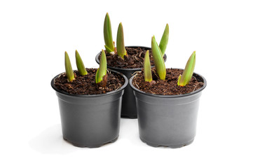 Tulip sprouts in black plant pots isolated on white