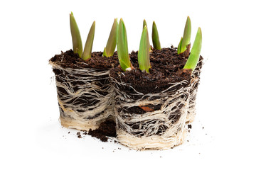 Tulip sprouts in soil with roots isolated on white