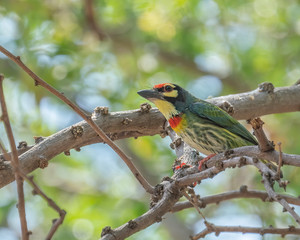 The Coppersmith Barbet (Psilopogon haemacephalus)  is an Asian barbet with crimson forehead and throat, known for its metronomic call that sounds similar to a coppersmith striking metal with a hammer.