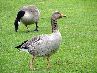 Ene gans auf der Wiese.