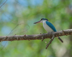 The Collared Kingfisher (Todiramphus Chloris) on a branch with blur background is a medium-sized kingfisher. It is also known as the white-collared kingfisher or mangrove kingfisher