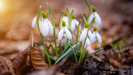 common snowdrop (Galanthus nivalis) flowers. In the forest in the wild in spring snowdrops bloom with sunshine