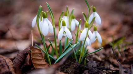 common snowdrop (Galanthus nivalis) flowers. In the forest in the wild in spring snowdrops bloom with sunshine