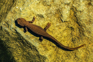 Top view of a rough-skinned or roughskin newt, taricha granulosa, underwater in Trillium Lake, Oregon, USA.