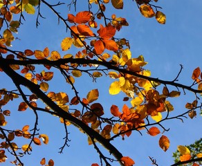 Autumn leaves against a blue sky.