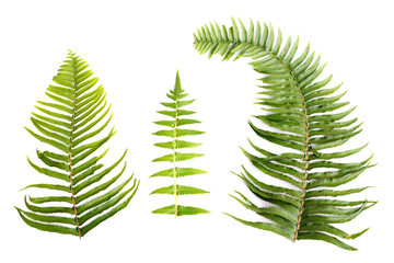 Natural set of Fern Leaf, Sprig Fern leaves on white background, Isolated objects