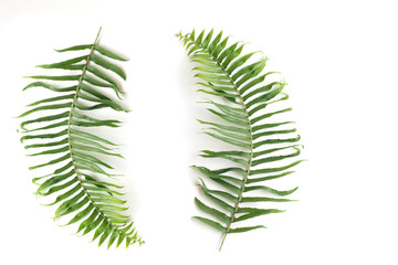 Fototapeta na wymiar Natural set of Fern Leaf, Sprig Fern leaves on white background, Isolated objects