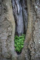 Wolinski National Park in Poland