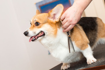 Pet groomer with scissors cut the fur dog corgi. Pet grooming.