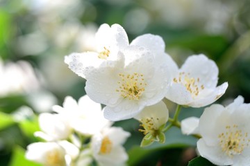 Fototapeta na wymiar Jasmine blossom, summer
