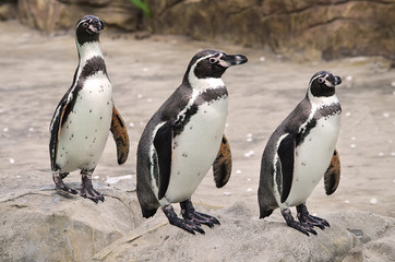 penguins on rock