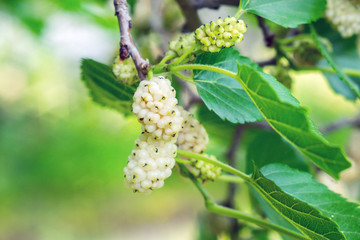white mulberry close-up on tree branches